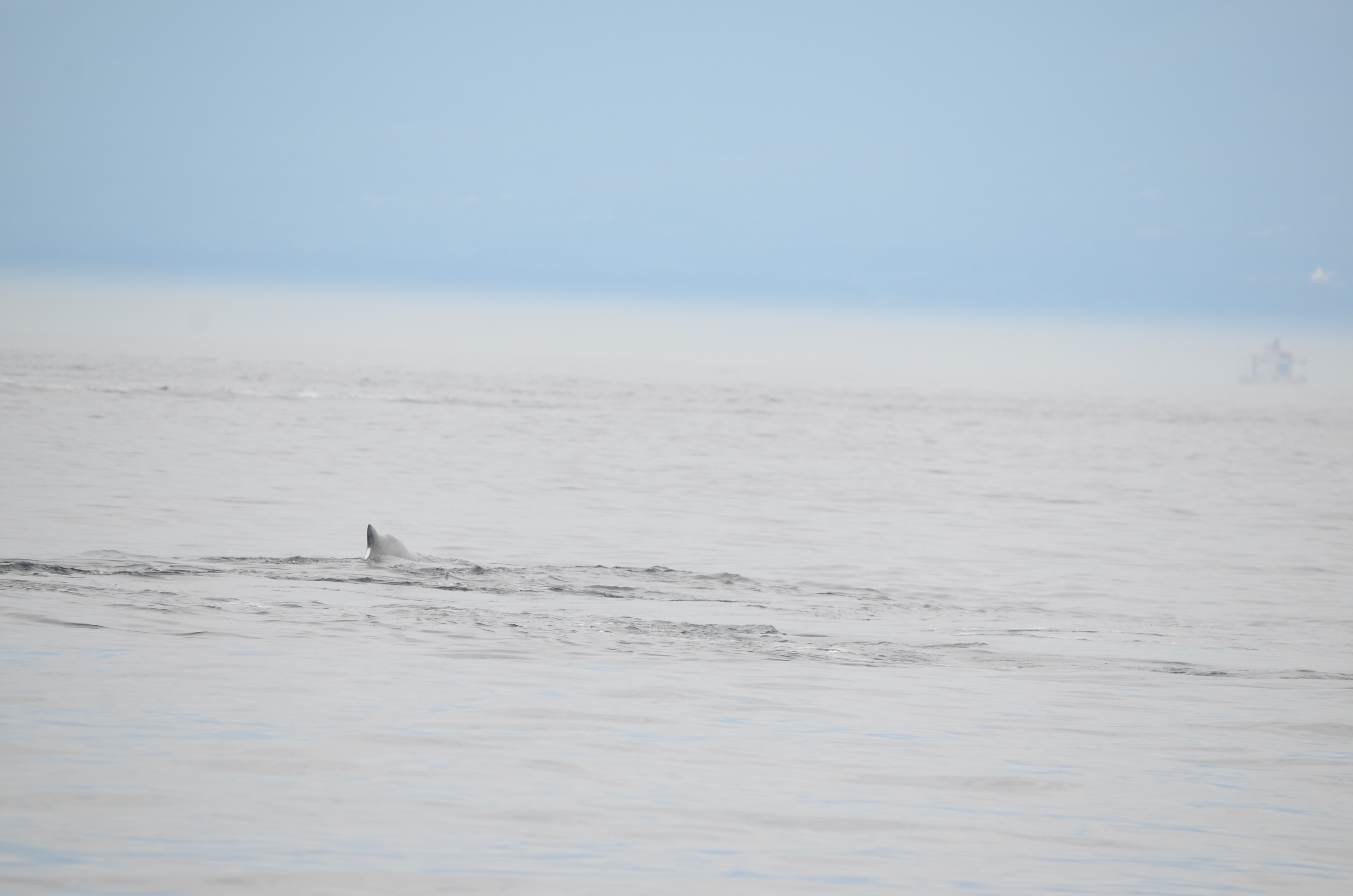 photos/wildlife/Mammal_Species/Humpback Whale/DSC_0167.JPG